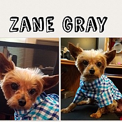 Photo of Zane Grey