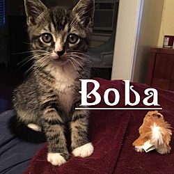 Thumbnail photo of Boba #2