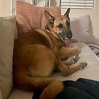 adopt a pet