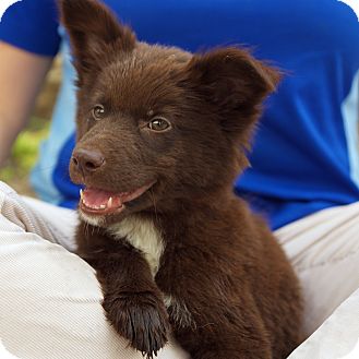 Houston, TX - Husky. Meet Lulu (a great puppy) a Pet for ...