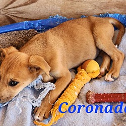 Thumbnail photo of Coronado #2