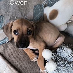 Photo of Owen