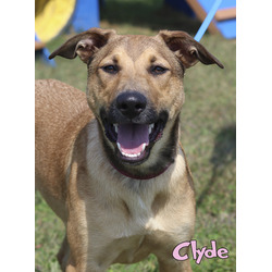 Thumbnail photo of Clyde #1