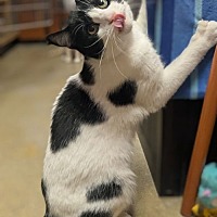 adopt a pet