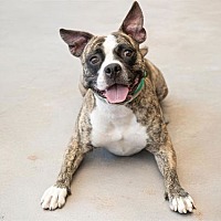adopt a pet