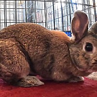 adopt-pet