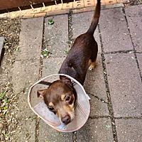 adopt a pet