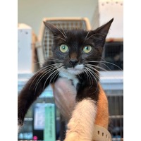 adopt-pet