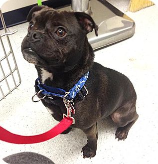 Los Angeles Ca Boston Terrier Meet Pascal A Pet For Adoption