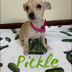 Thumbnail photo of Pickle #1