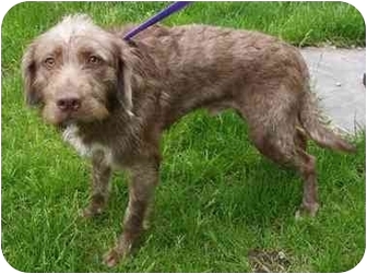 spinone poodle mix