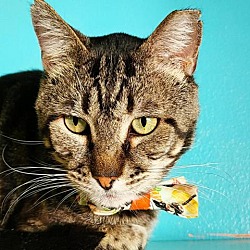 Thumbnail photo of Meow Name Is Earl #2