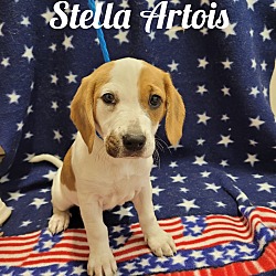 Photo of Stella Artois