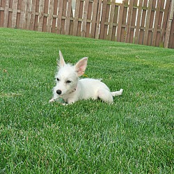 Thumbnail photo of Winnie the Maltese Mix Puppy #4