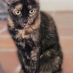Thumbnail photo of Willow #3