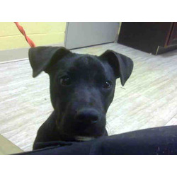 Photo of ONYX