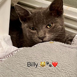 Thumbnail photo of BILLY #2