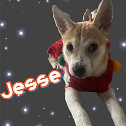 Photo of Jesse Girl