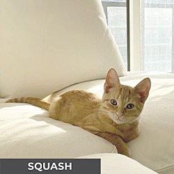 Thumbnail photo of Squash #3