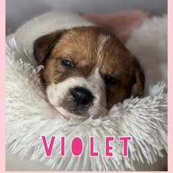 Thumbnail photo of Violet #3