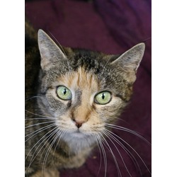 Thumbnail photo of Maddie - Available in Foster #3