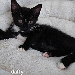 Thumbnail photo of Daffy #2