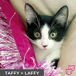 Thumbnail photo of Laffy (bonded with Taffy) #3