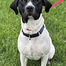 Adopt A Pet :: Brisket - Lancaster, OH