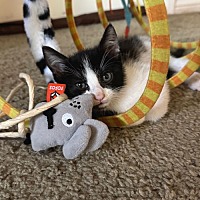 adopt a pet