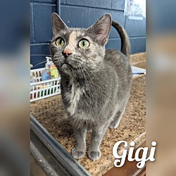 Thumbnail photo of Gigi #1