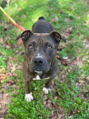 Taylors, SC - American Pit Bull Terrier/Boxer. Meet Dina a Pet for ...