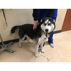 Photo of CHEVY