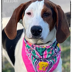 Thumbnail photo of Delilah #3