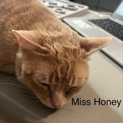 Photo of Miss Honey