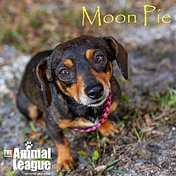 Thumbnail photo of Moon Pie #3