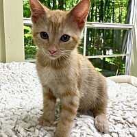 Adopt A Pet :: Opie - Big Canoe, GA