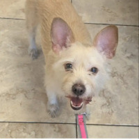 adopt-pet