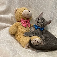 adopt a pet