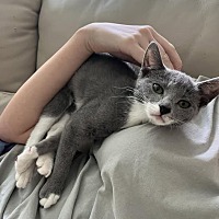 adopt a pet