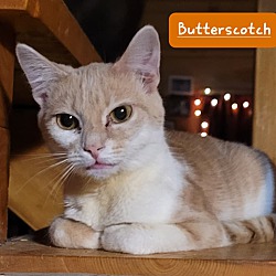 Thumbnail photo of Butterscotch aka "Butters" #2