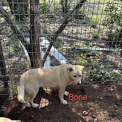 Thumbnail photo of Bone #3