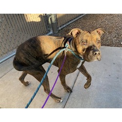 Photo of APOLLO