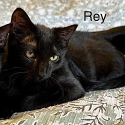 Thumbnail photo of Rey #1