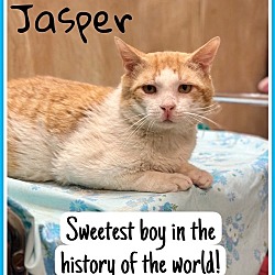Photo of Jasper, Willow Grove PA (FCID# 03/29/2024-105)