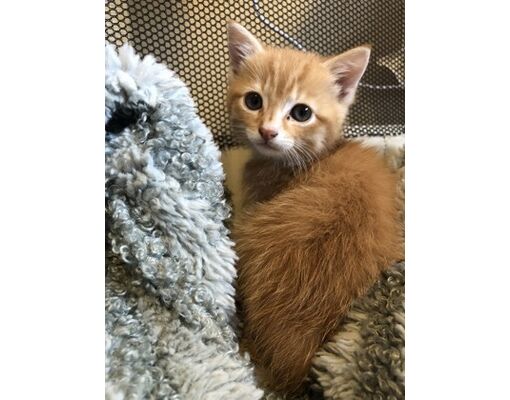 Corvallis, OR - Domestic Shorthair/Mixed Breed (Medium). Meet Marmalade