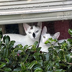 bonded pet photo