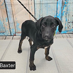 Thumbnail photo of Baxter #1