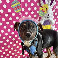 adopt a pet