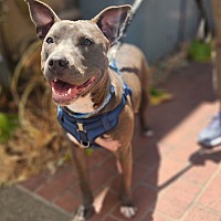 adopt a pet