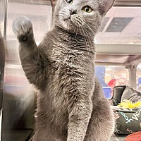adopt a pet
